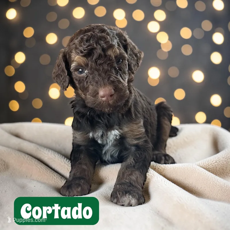Cortado – Poodle - Standard  puppy on hold in Ellenburg Depot, NY