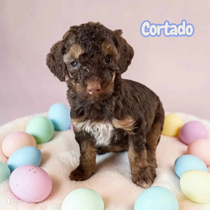 Cortado – Poodle - Standard  puppy for sale in Ellenburg Depot, NY