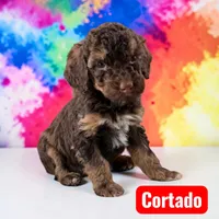 Cortado, a female Poodle - Standard  for sale in Ellenburg Depot, NY – Photo 1 of 3