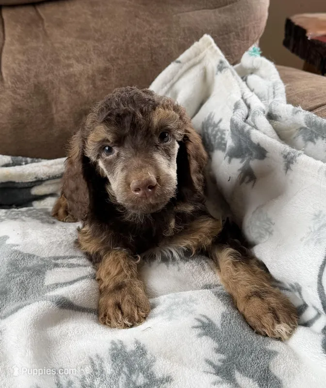 Cortado – Poodle - Standard  puppy on hold in Ellenburg Depot, NY