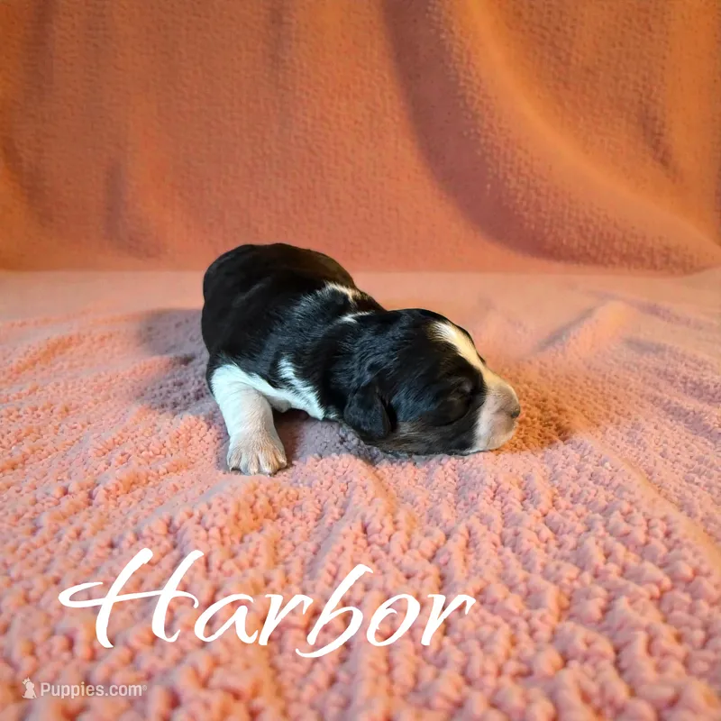 Harbor – Miniature Aussiedoodle puppy for sale in Ellenburg Depot, NY