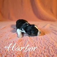 Harbor, a female Miniature Aussiedoodle for sale in Ellenburg Depot, NY – 1 of 2