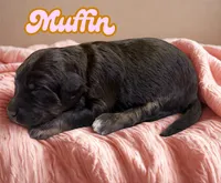 Muffin, a female Aussiedoodle and Miniature Aussiedoodle for sale in Ellenburg Depot, NY – 2 of 2