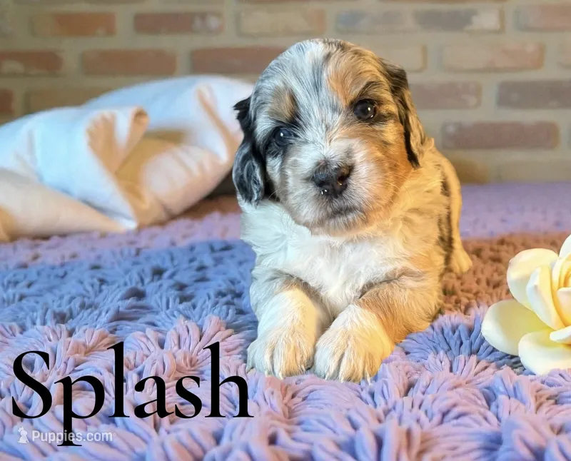 Splash – Miniature Aussiedoodle puppy for sale in Ellenburg Depot, NY