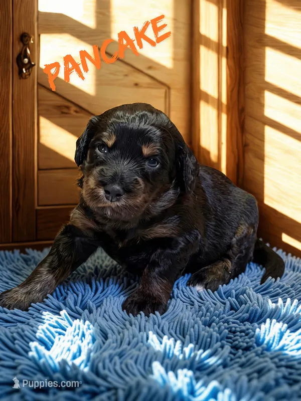 Pancake – Aussiedoodle, Miniature Aussiedoodle puppy for sale in Ellenburg Depot, NY