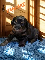 Pancake, a male Aussiedoodle and Miniature Aussiedoodle for sale in Ellenburg Depot, NY – 1 of 2