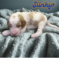 Slinky, a male Goldendoodle for sale in Ellenburg Depot, NY – 2 of 2