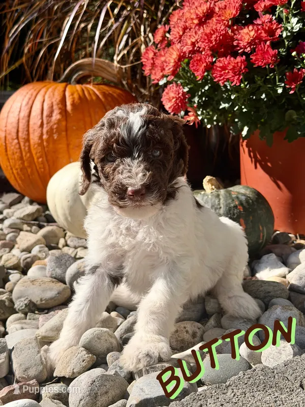 Button – Goldendoodle puppy on hold in Ellenburg Depot, NY