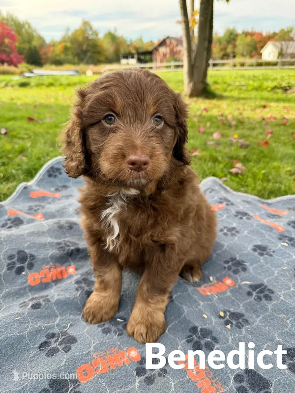 Benedict – Aussiedoodle, Miniature Aussiedoodle puppy for sale in Ellenburg Depot, NY