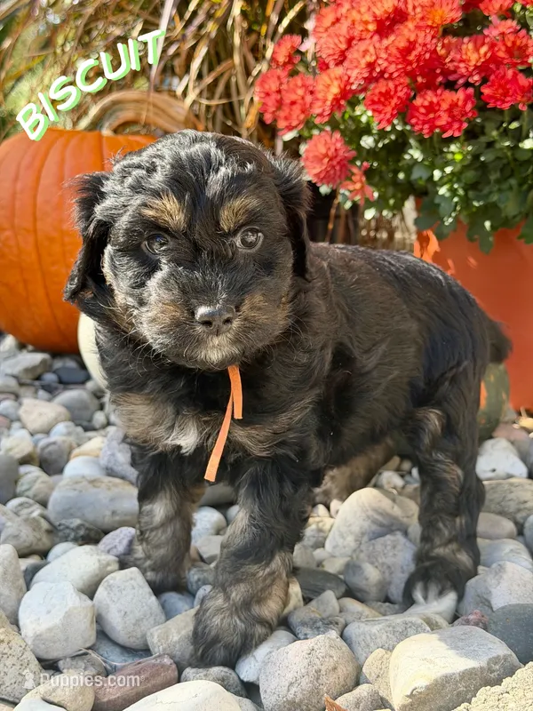 Biscuit – Aussiedoodle, Miniature Aussiedoodle puppy for sale in Ellenburg Depot, NY