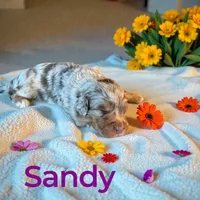 Sandy, a female Miniature Aussiedoodle for sale in Ellenburg Depot, NY – 1 of 3
