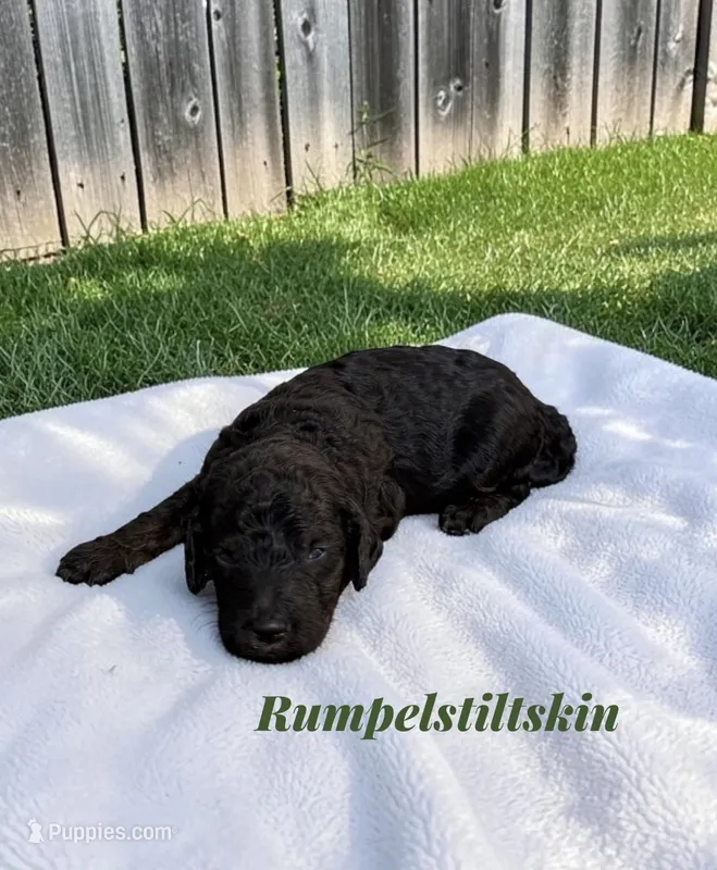 Rumpelstiltskin – Poodle - Standard  puppy for sale in Ellenburg Depot, NY
