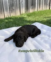 Rumpelstiltskin, a male Poodle - Standard  for sale in Ellenburg Depot, NY – 3 of 5