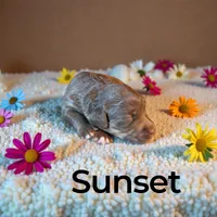 Sunset, a female Miniature Aussiedoodle for sale in Ellenburg Depot, NY – 2 of 4