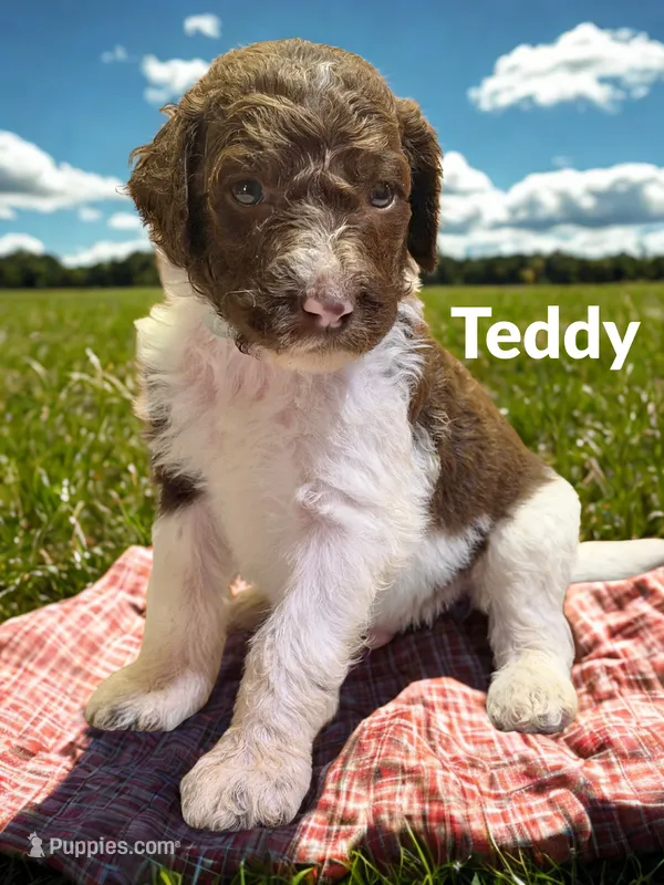 Teddy – Goldendoodle puppy for sale in Ellenburg Depot, NY
