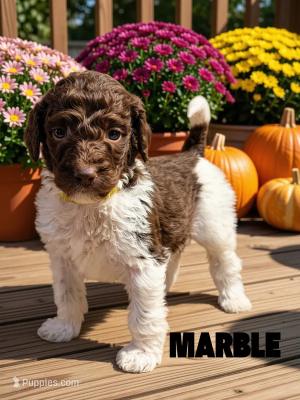 Marble – Goldendoodle puppy for sale in Ellenburg Depot, NY
