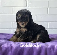 Goldilocks, a female Poodle - Standard  for sale in Ellenburg Depot, NY – 3 of 8
