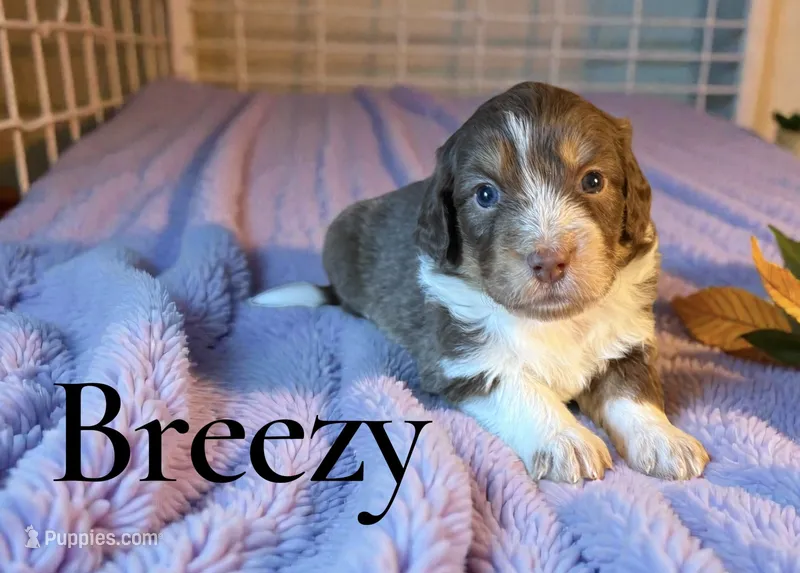 Breezy – Miniature Aussiedoodle puppy for sale in Ellenburg Depot, NY