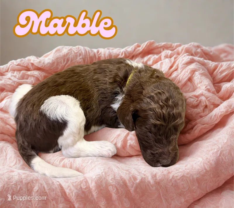 Marble – Goldendoodle puppy for sale in Ellenburg Depot, NY
