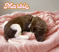 Marble, a female Goldendoodle for sale in Ellenburg Depot, NY – 2 of 2