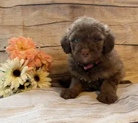 Autumn, a female Aussiedoodle for sale in Ellenburg Depot, NY – 2 of 5
