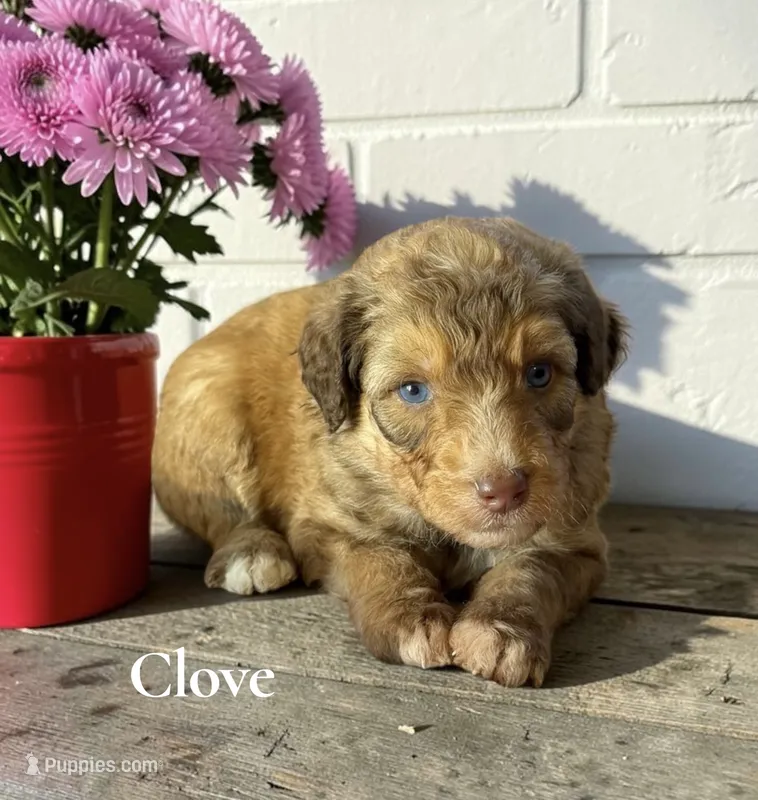Clove – Aussiedoodle puppy for sale in Ellenburg Depot, NY
