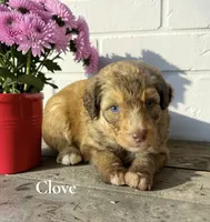 Clove, a male Aussiedoodle for sale in Ellenburg Depot, NY – 1 of 1