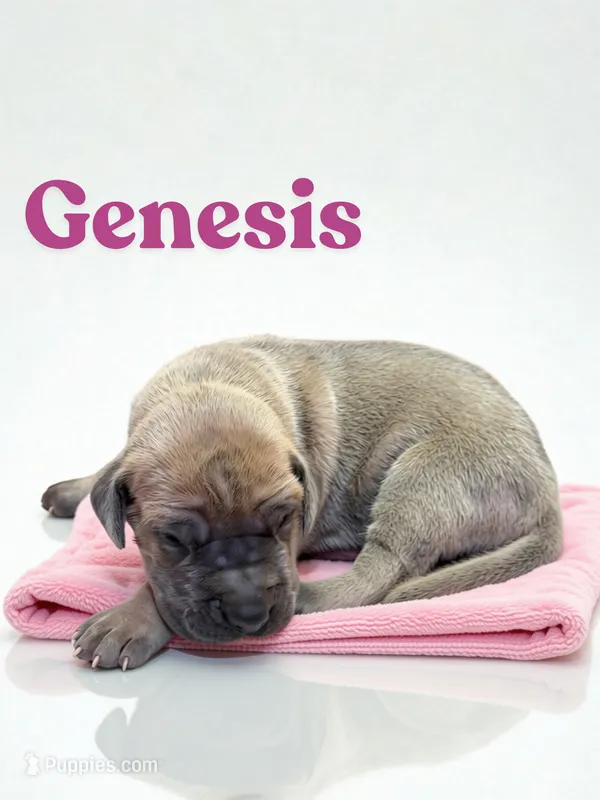 Genesis – Great Dane puppy for sale in Ellenburg Depot, NY