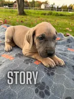 Story, a female Great Dane for sale in Ellenburg Depot, NY – 3 of 8