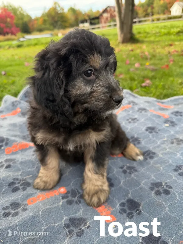 Toast – Aussiedoodle, Miniature Aussiedoodle puppy for sale in Ellenburg Depot, NY