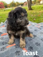 Toast, a male Aussiedoodle and Miniature Aussiedoodle for sale in Ellenburg Depot, NY – 2 of 9