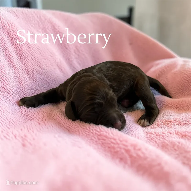 Strawberry, a female Cockapoo for sale in Ellenburg Depot, NY – Photo 1 of 1