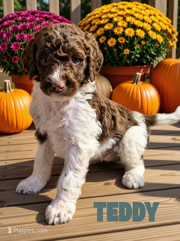 Teddy – Goldendoodle puppy on hold in Ellenburg Depot, NY