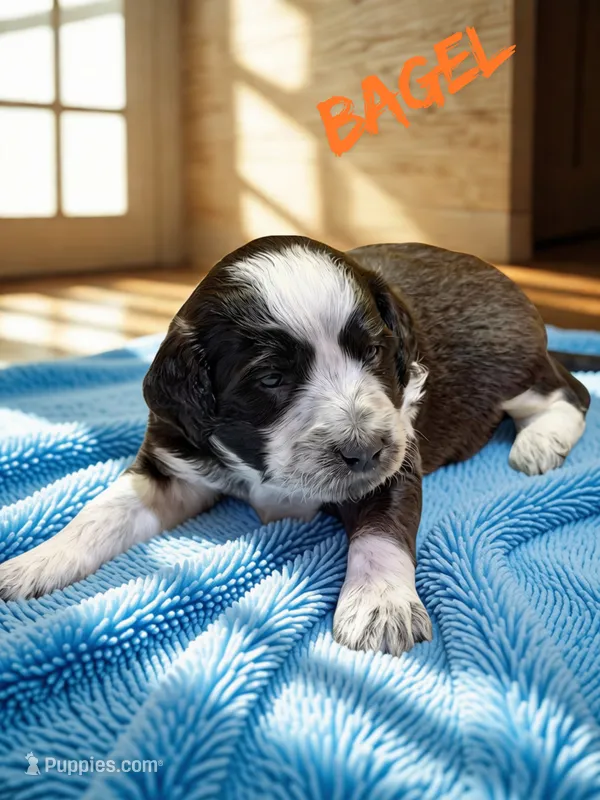 Bagel – Aussiedoodle, Miniature Aussiedoodle puppy for sale in Ellenburg Depot, NY
