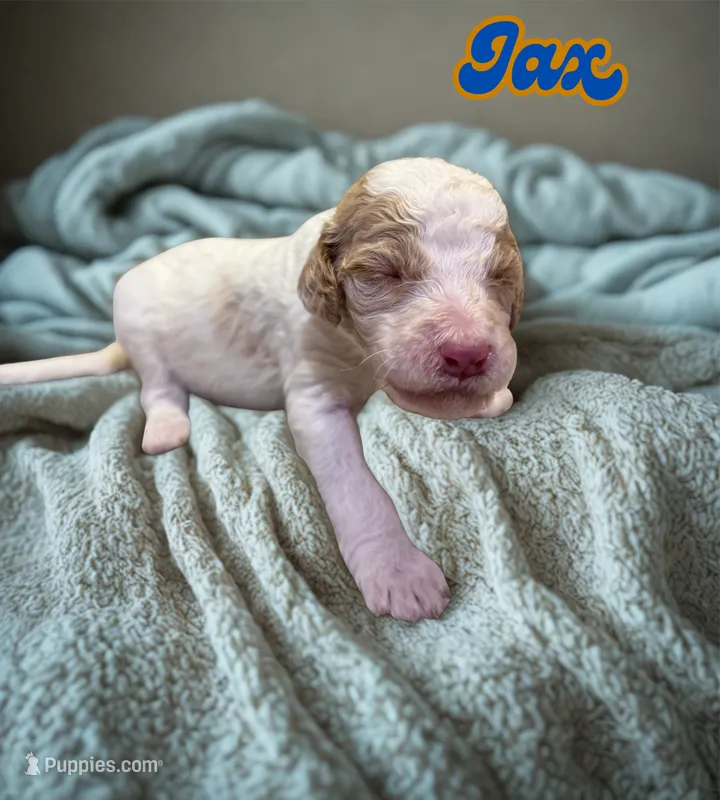 Jax – Goldendoodle puppy for sale in Ellenburg Depot, NY