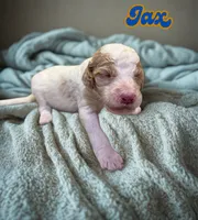 Jax, a male Goldendoodle for sale in Ellenburg Depot, NY – 1 of 1
