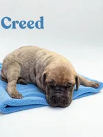Creed, a male Great Dane for sale in Ellenburg Depot, NY – 1 of 2