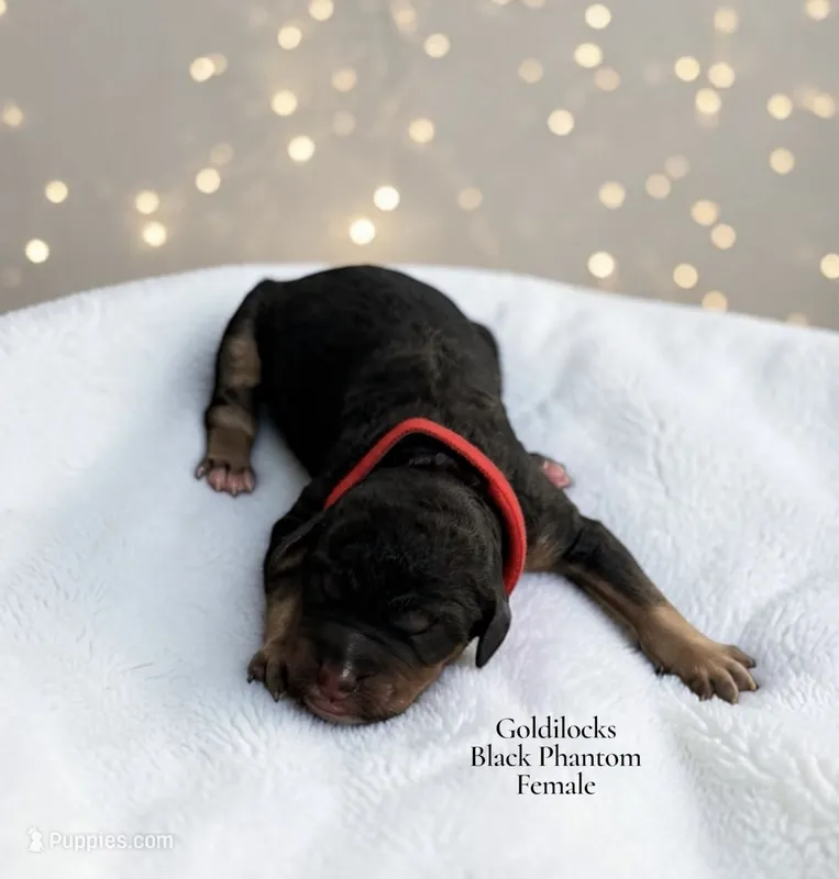 Goldilocks – Poodle - Standard  puppy for sale in Ellenburg Depot, NY