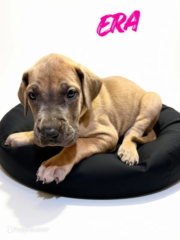 Era – Great Dane puppy for sale in Ellenburg Depot, NY