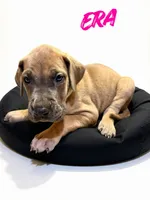 Era, a female Great Dane for sale in Ellenburg Depot, NY – 6 of 8