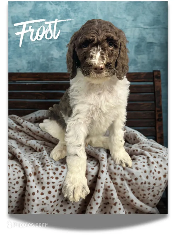 Frost – Goldendoodle puppy for sale in Ellenburg Depot, NY