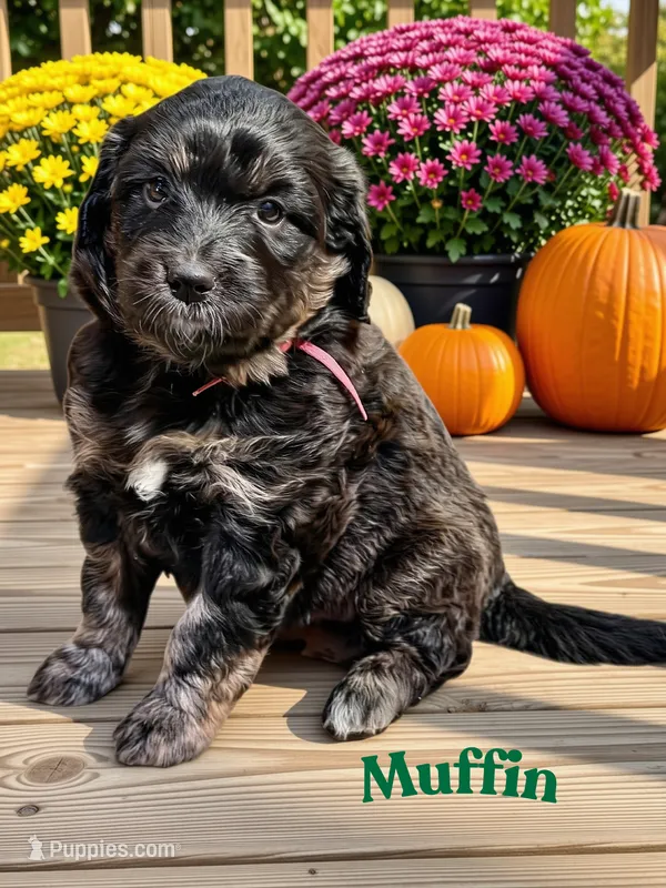 Muffin – Aussiedoodle, Miniature Aussiedoodle puppy for sale in Ellenburg Depot, NY
