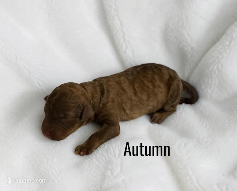 Autumn – Aussiedoodle puppy for sale in Ellenburg Depot, NY