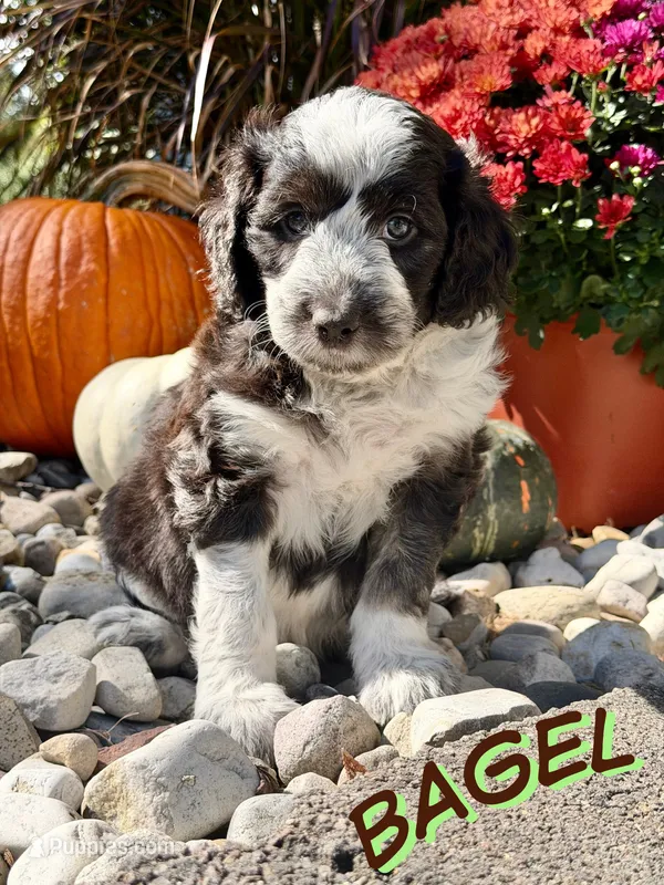 Bagel – Aussiedoodle, Miniature Aussiedoodle puppy for sale in Ellenburg Depot, NY
