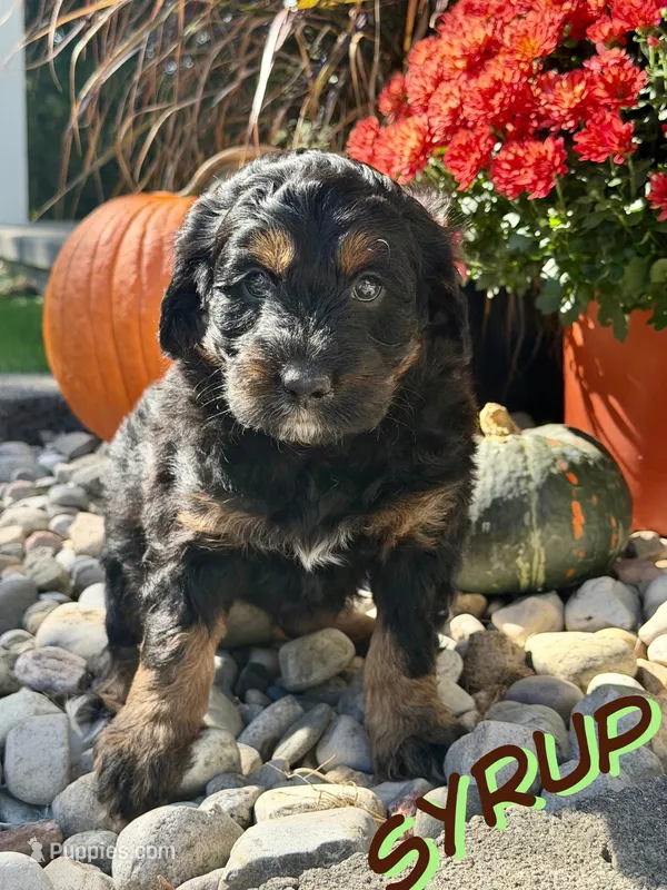 Syrup – Aussiedoodle, Miniature Aussiedoodle puppy for sale in Ellenburg Depot, NY