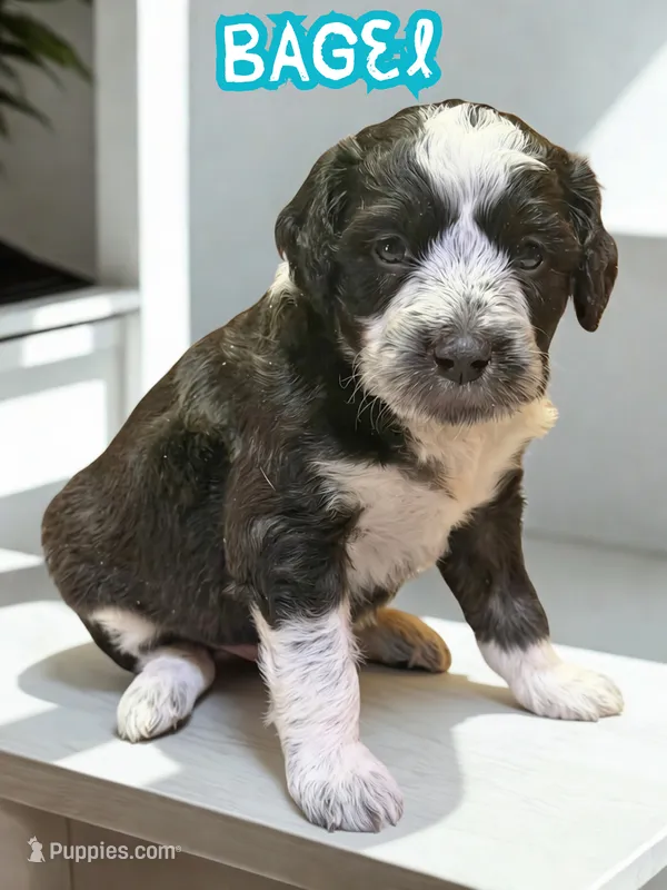 Bagel – Aussiedoodle, Miniature Aussiedoodle puppy for sale in Ellenburg Depot, NY