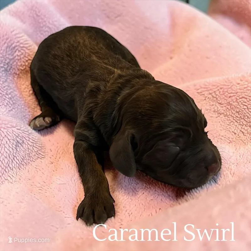 Caramel Swirl, a female Cockapoo for sale in Ellenburg Depot, NY – Photo 1 of 1