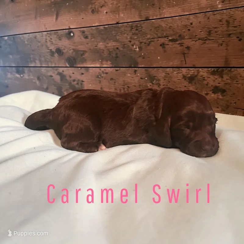 Caramel Swirl – Cockapoo puppy for sale in Ellenburg Depot, NY
