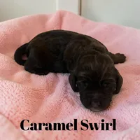 Caramel Swirl, a female Cockapoo for sale in Ellenburg Depot, NY – Photo 2 of 3