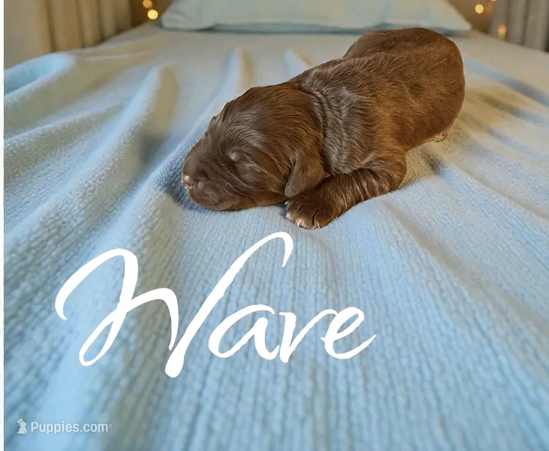 Wave, a male Miniature Aussiedoodle for sale in Ellenburg Depot, NY – 1 of 2
